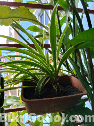 Indoor plants